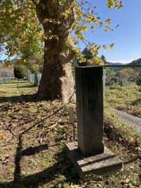 校庭の鈴懸けの木