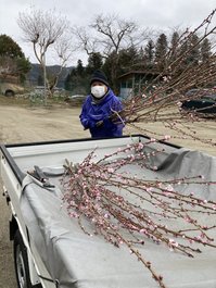 卒業式にと「奥久慈の花桃」