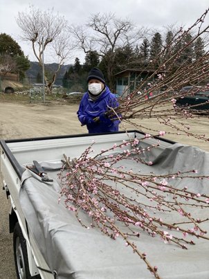 卒業式にと「奥久慈の花桃」