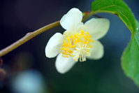 マタタビの花が綺麗だったので 21年07月12日 通信制高校のルネサンス高等学校 マタタビの花が綺麗だったので 21年07月12日 通信制高校のルネサンス高等学校