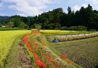 彼岸花が咲き出しましたので...