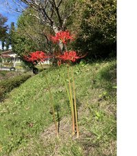 ルネ高にも彼岸花の咲く