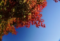 もうすぐ見頃、もみじ寺