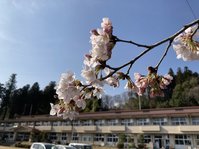 やっと桜が咲きだしました。