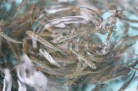 ルネ高の側を流れる八溝川でヤマメの放流
