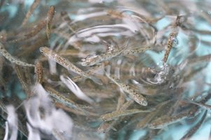 ルネ高の側を流れる八溝川でヤマメの放流