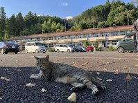 ねこちゃんもスクーリング !!    ...ルネ高だけに。(´ㅂ`; )