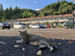 ねこちゃんもスクーリング !!    ...ルネ高だけに。(´ㅂ`; )