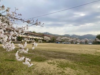 校庭の桜もほぼ満開です。