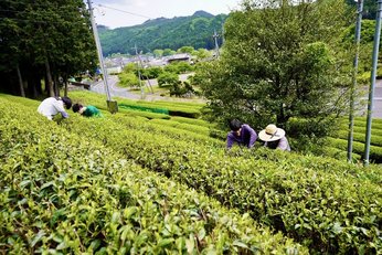 ルネ新茶の摘み取り前の作業風景