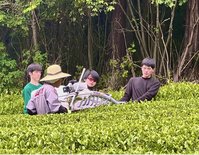 ルネ新茶葉の刈り取り体験しました。