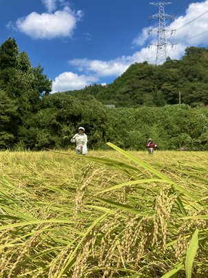 実りの秋　田んぼの中にむむむむむっ!!　