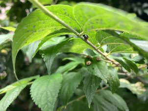 エノキにつくエノキワタアブラムシの防除