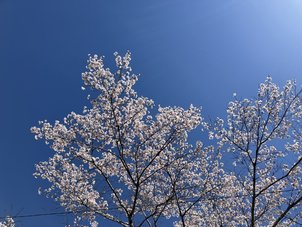 桜満開のルネ高です!!