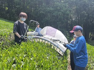 新茶2024の収穫体験して来ましたー! 　(^▽^)/