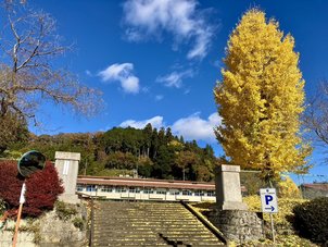 イチョウがとても綺麗な小春日和のルネ高です。