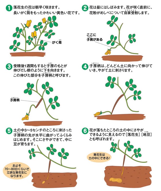 ピーナッツって どこになるの 16年10月21日 通信制高校のルネサンス高等学校