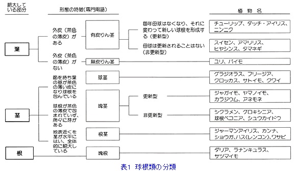 球根類の分類.jpg