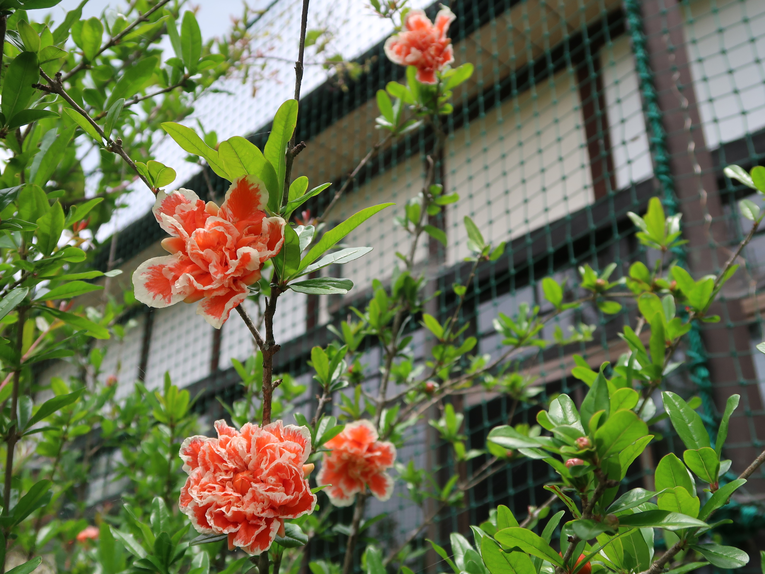 IMG_0099 - コピー.JPG