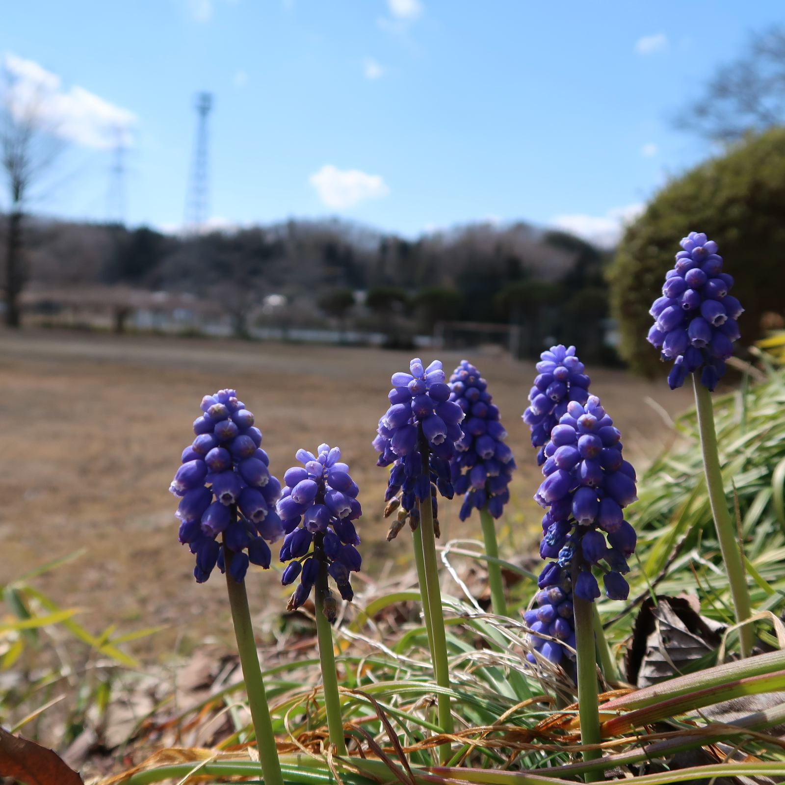 IMG_5944c.JPG
