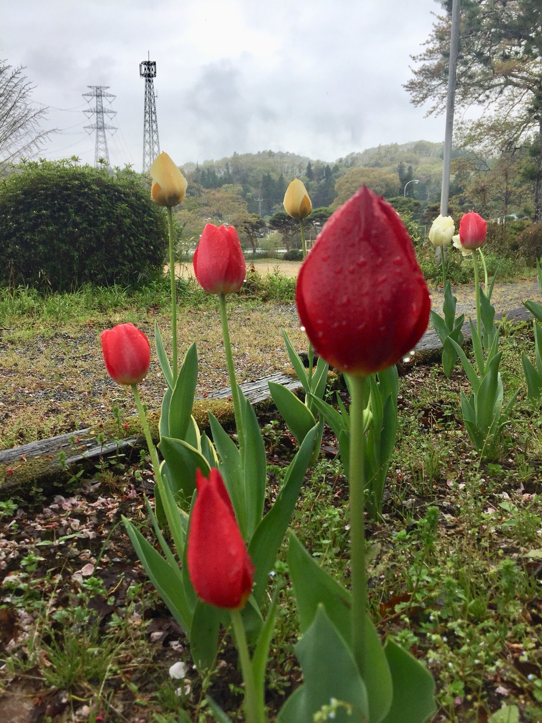 山笑い 花しぼむ雨のルネ高 2018年04月18日 通信制高校のルネサンス高等学校