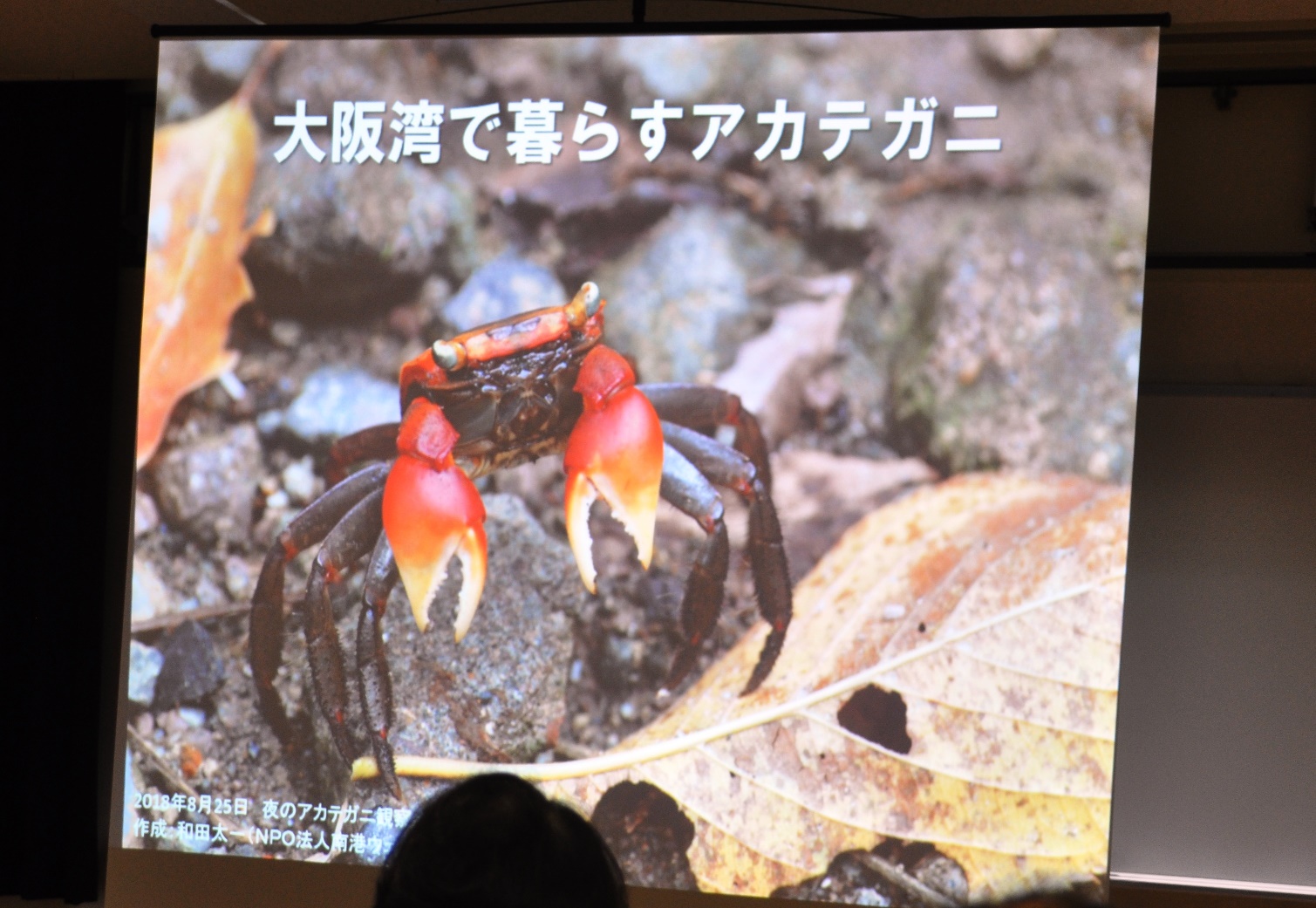 夏の夜のアカテガニ 放仔行動 観察会 18年08月26日 通信制高校のルネサンス高等学校