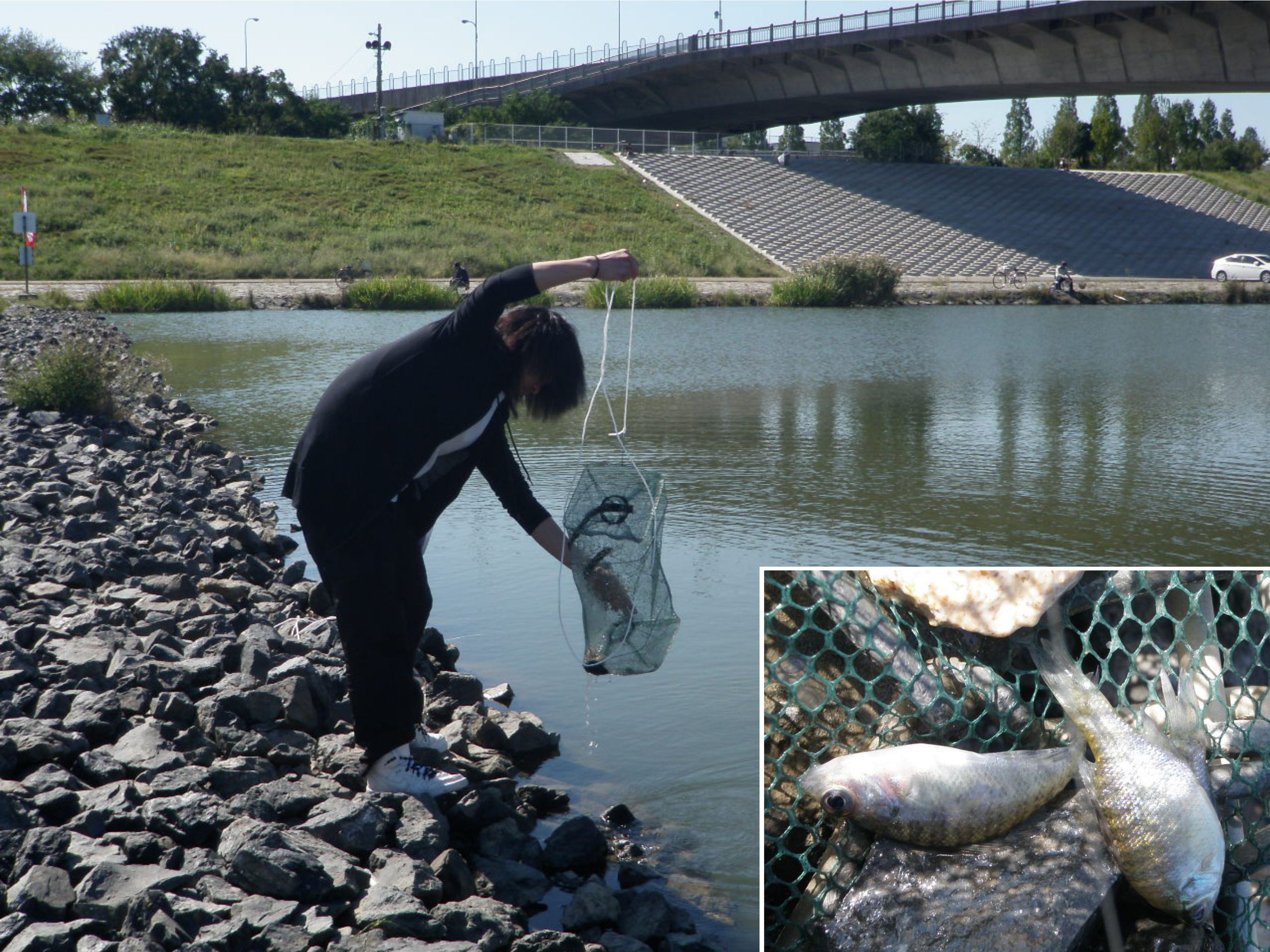 ブルーギル幼魚駆除及び粘液層の細菌探索 16年10月16日 通信制高校のルネサンス高等学校 ブルーギル幼魚駆除及び粘液層の細菌探索 16年10月16日 通信制高校のルネサンス高等学校