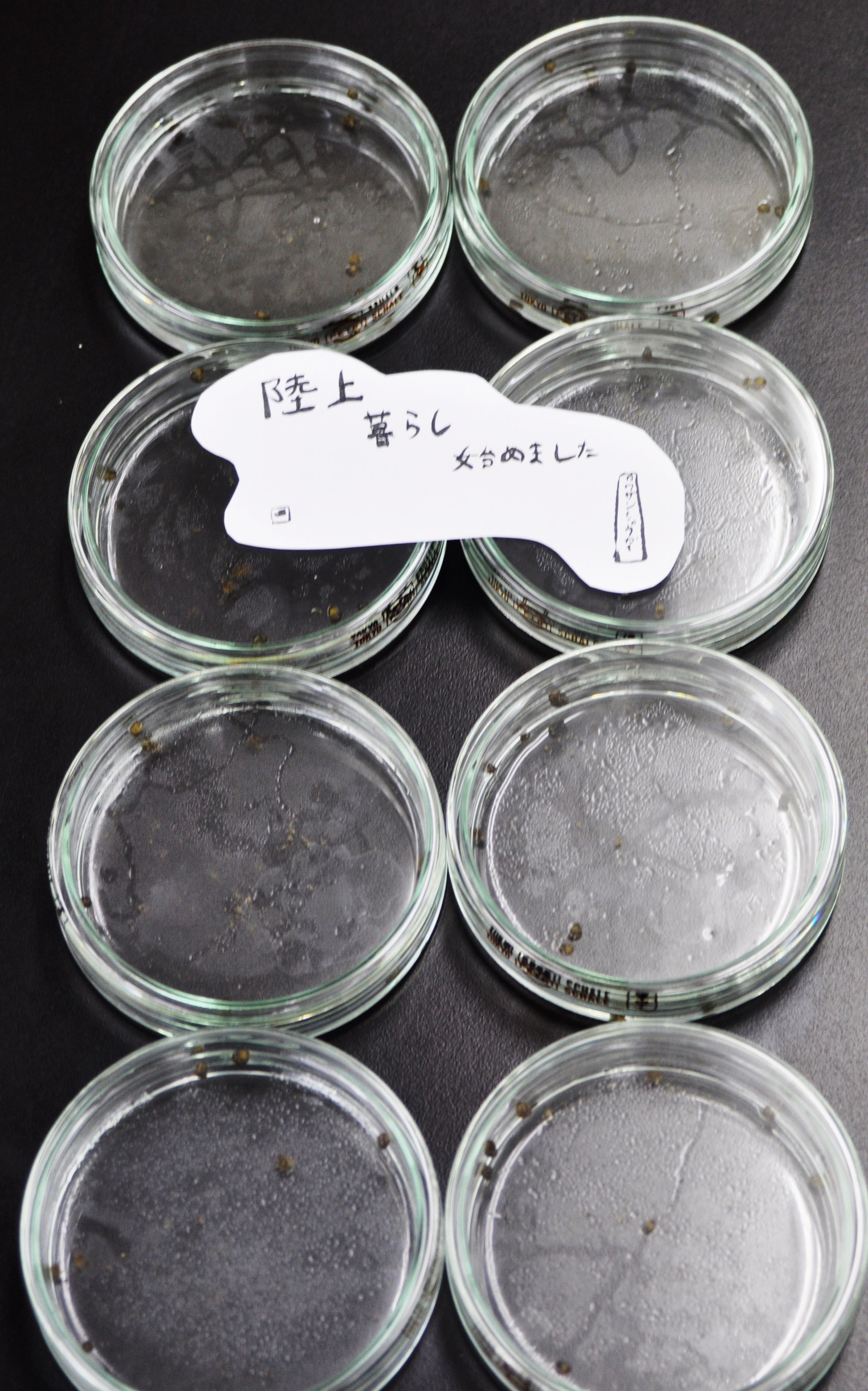キモカワ巻貝 による寄生虫学入門 18年08月16日 通信制高校のルネサンス高等学校