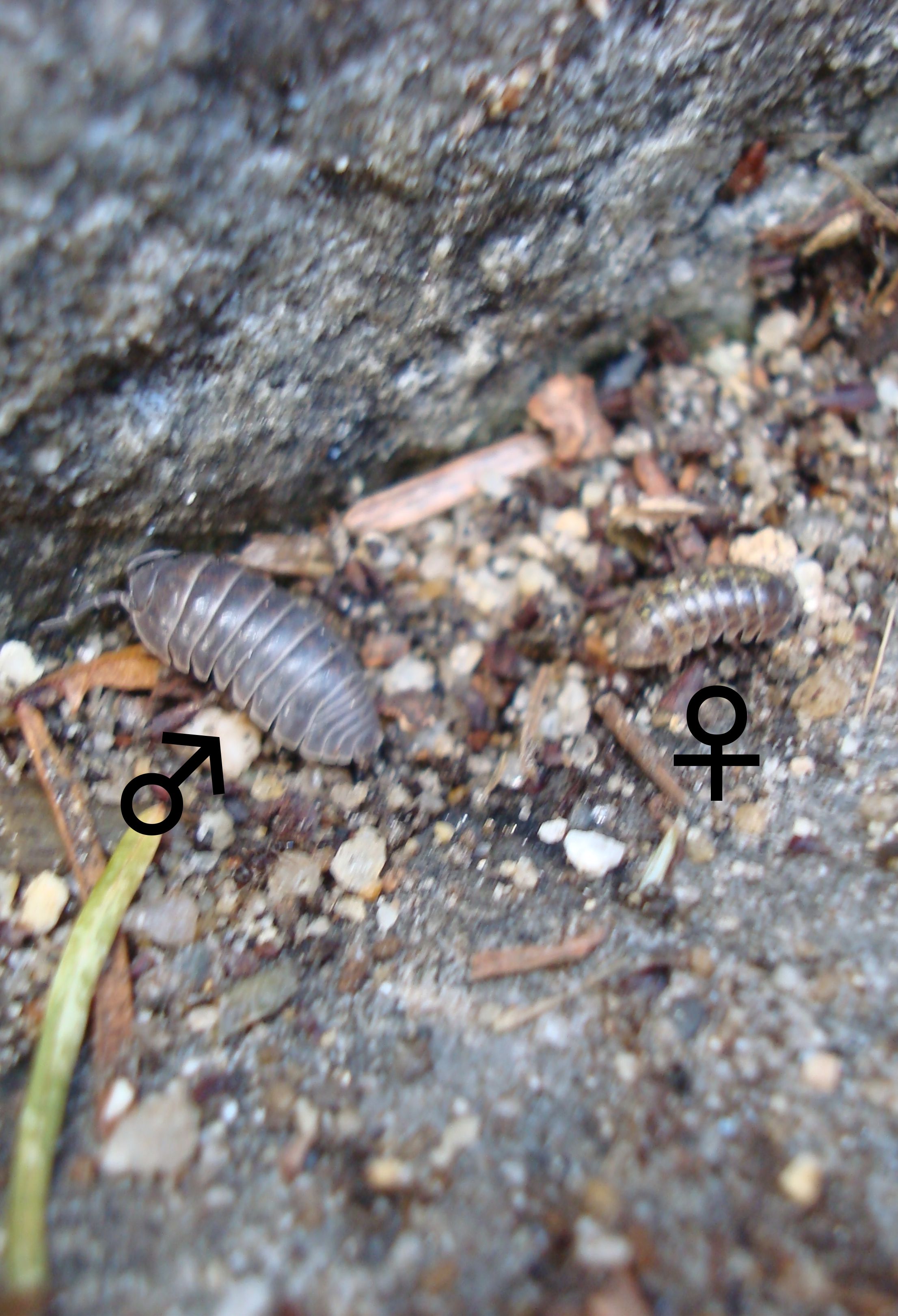 １年生向けダンゴムシ探究プロジェクト進展 17年11月03日 通信制高校のルネサンス高等学校