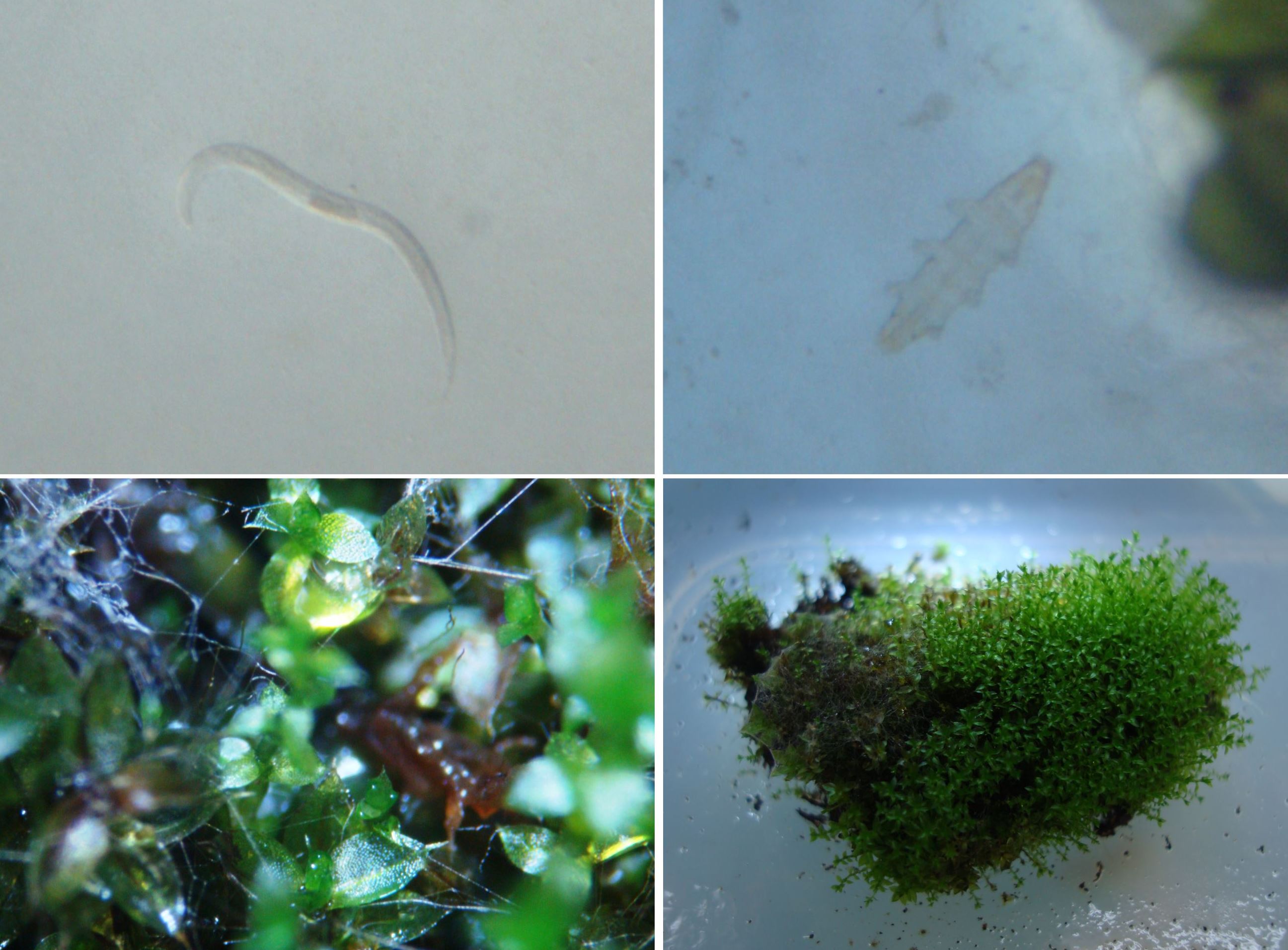 イスラエルの月探査機が墜落 もしかしたら月にはあの生命体が住んでいるのかもしれない説 カラパイア