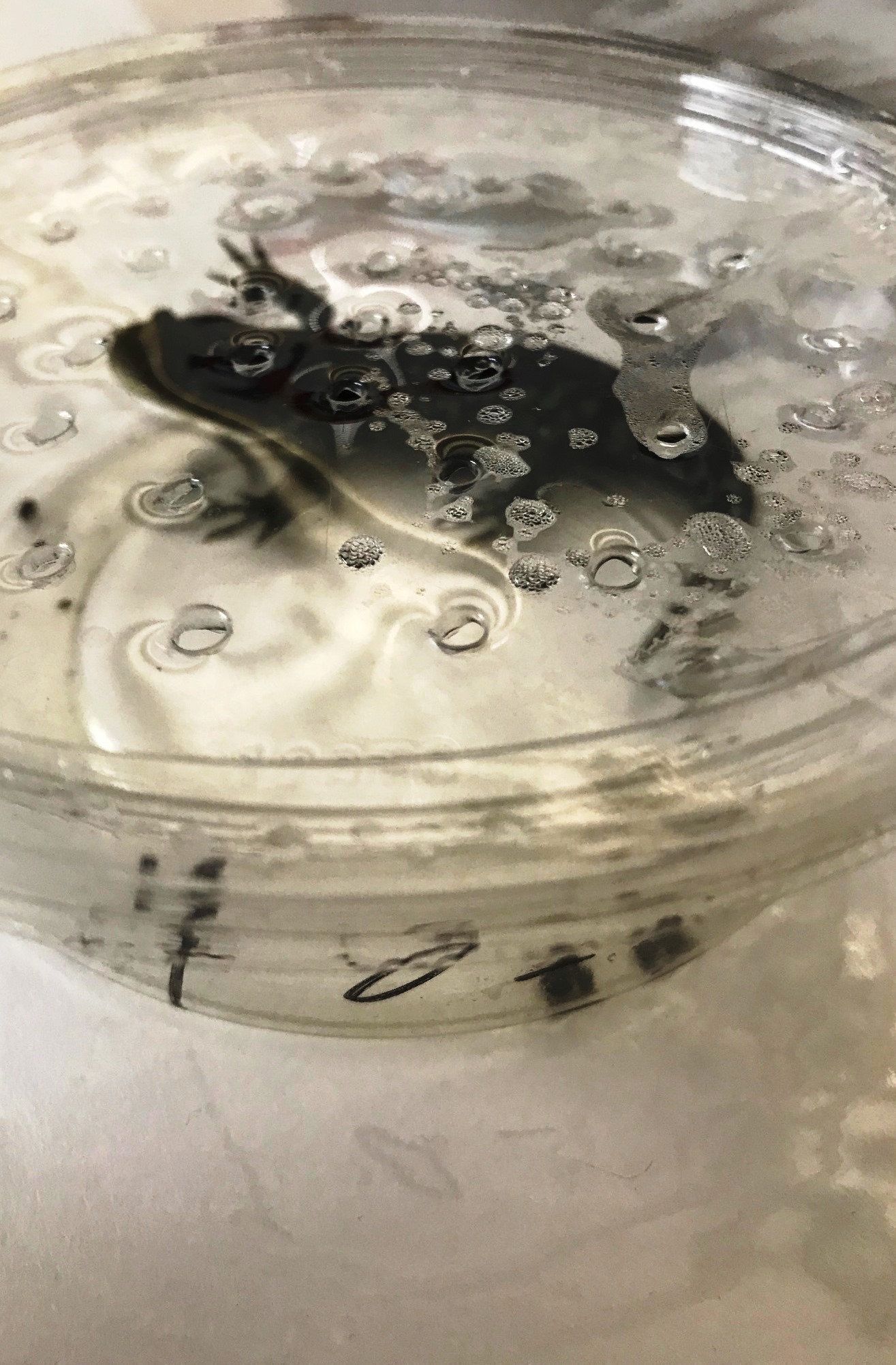 名無しの生き物が理科室へやってきた 19年05月31日 通信制高校のルネサンス高等学校 名無しの生き物が理科室へやってきた 19年05月31日 通信制高校のルネサンス高等学校