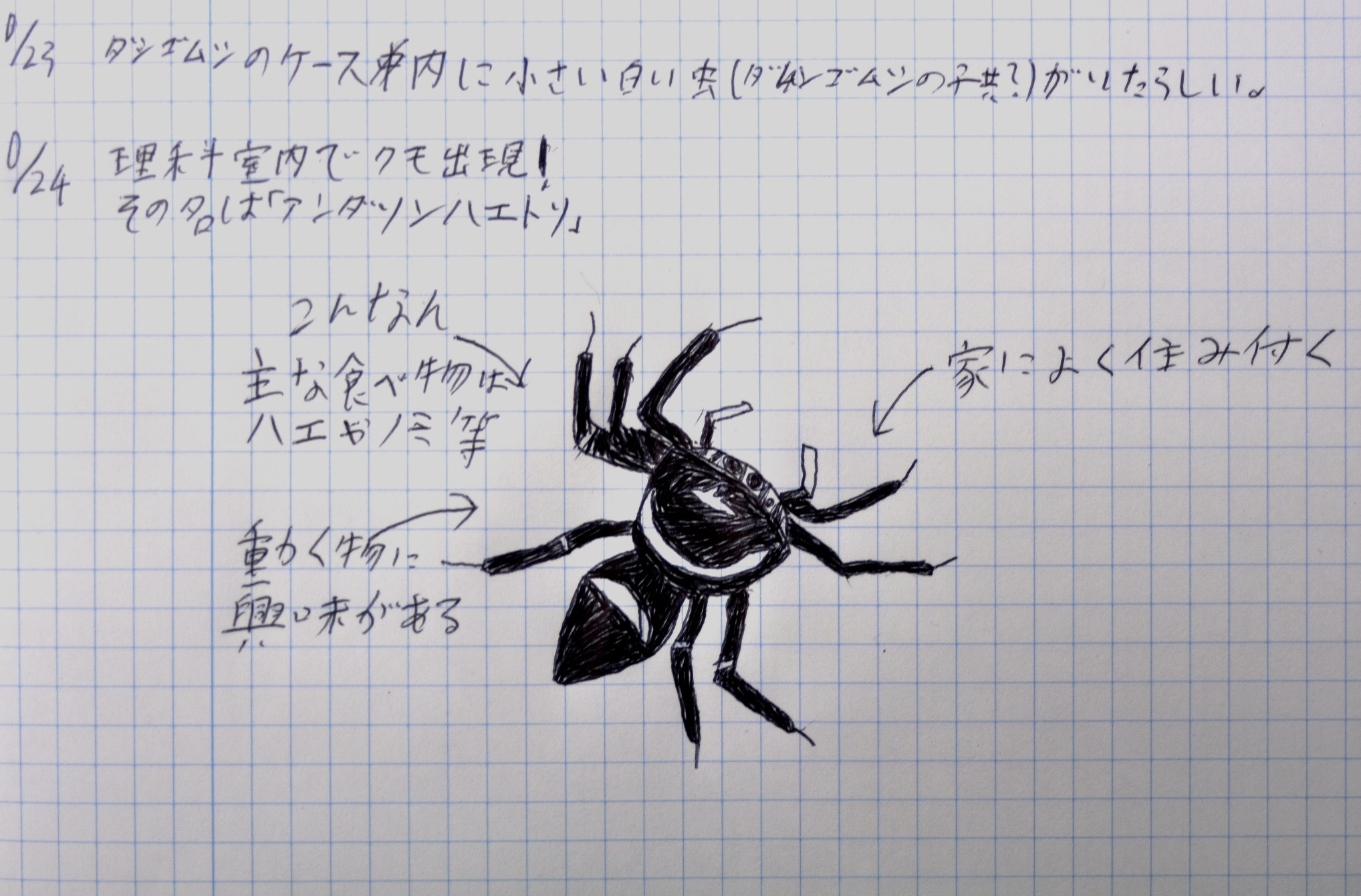 理科室のコバエとハエトリグモの 捕食ｰ被食 関係 17年10月24日 通信制高校のルネサンス高等学校