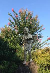 本校の百日紅が咲き始めていました。
