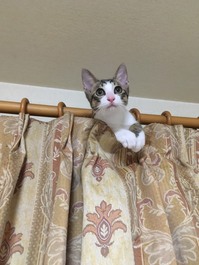 ルネコンテスト・ルネサンス賞と犬塚賞