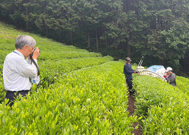 新茶を収穫するルネサンス高等学校の生徒たち